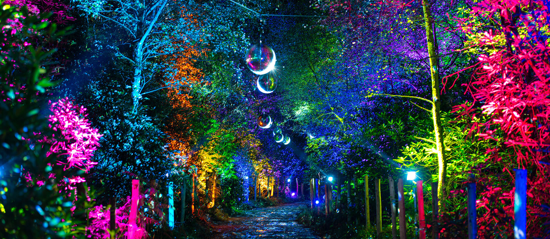 Colourful lights illuminate BeWILDerwood at Twig or Treat this Halloween