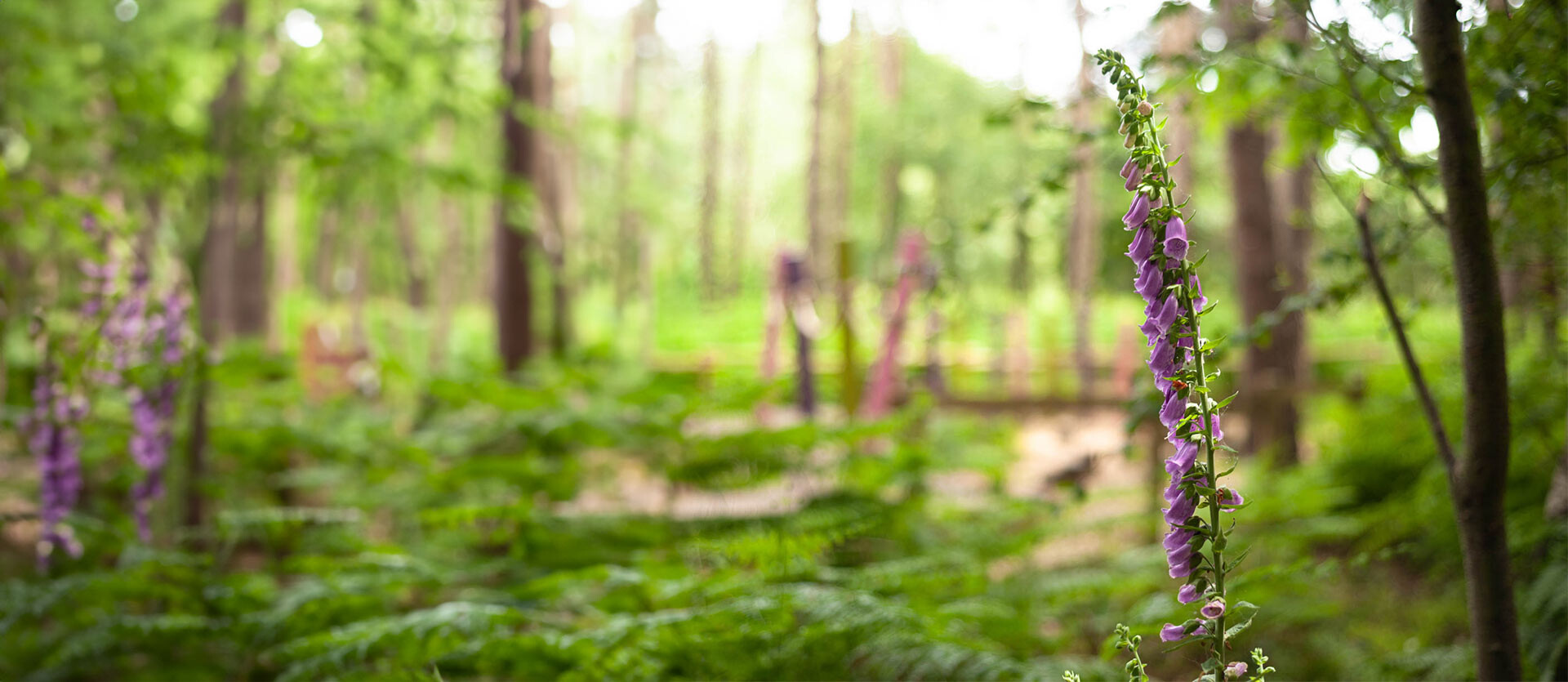 Foxgloves in the woods of BeWILDerwood