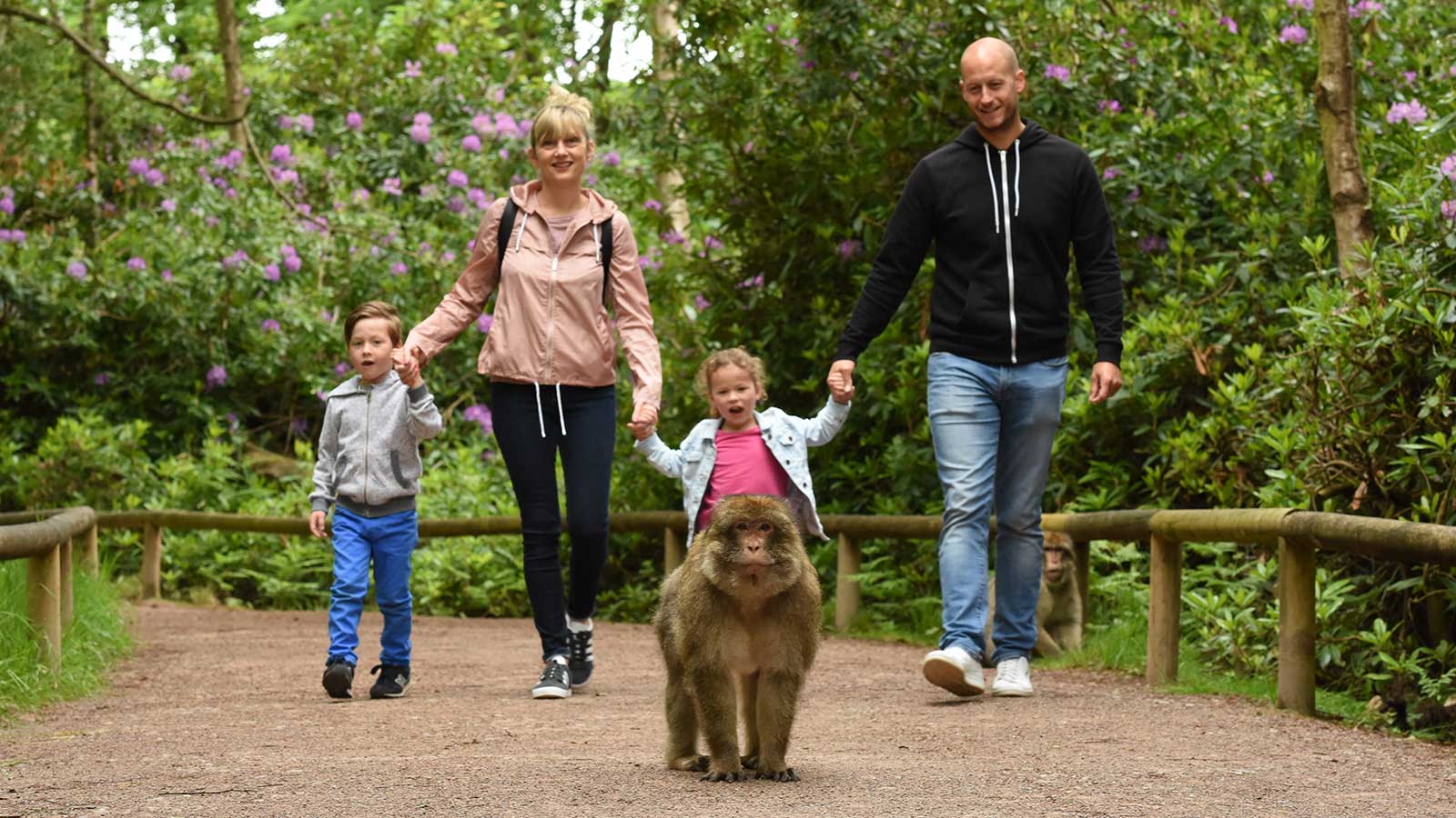 Dad, mum, daughter and son holding hands with a Monkey walking in front of them