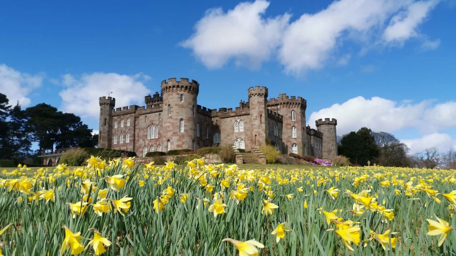 Large castle surrounded by daffodils and a bright blue sky