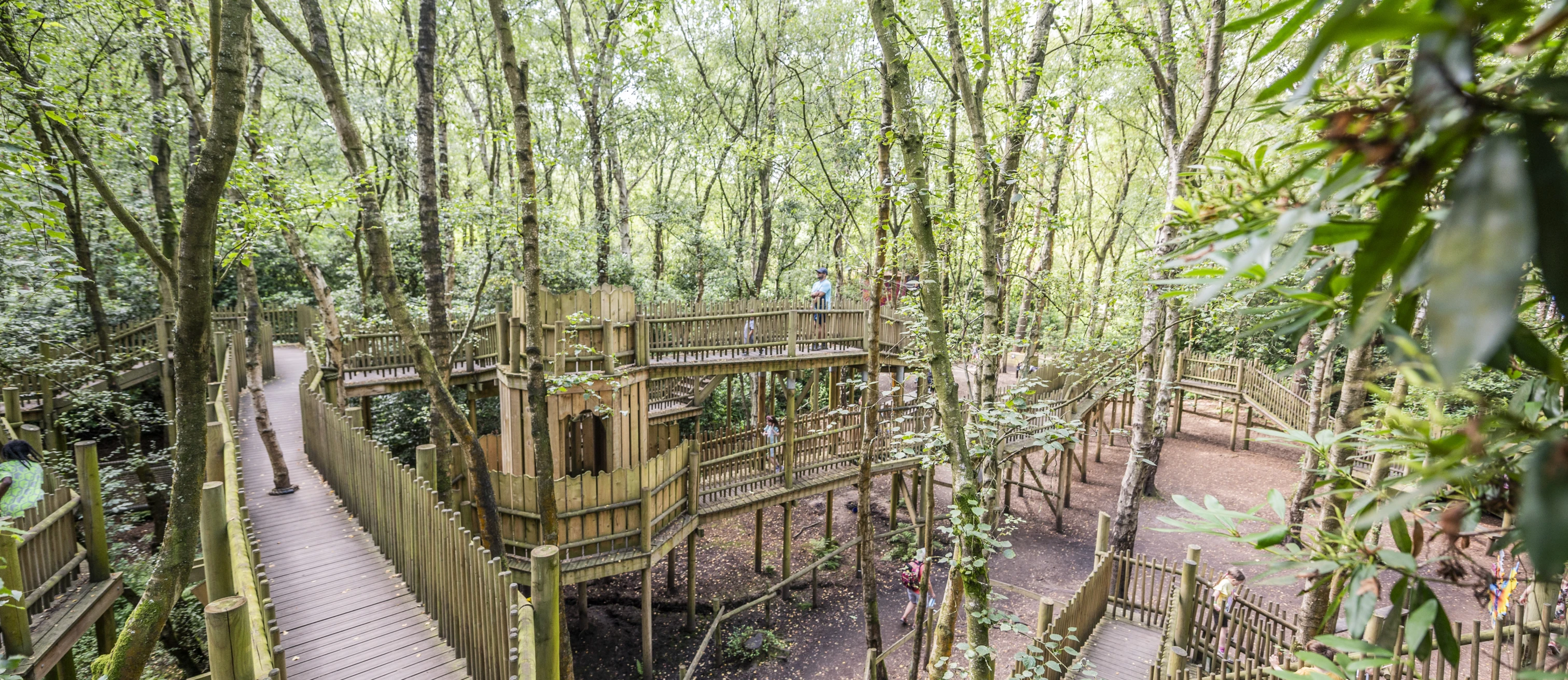 A wooden maze high up in the trees at Bewilderwood with lots of green leaves